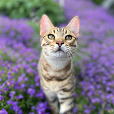 Katzen