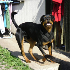 Hunde