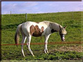 Quarter Pony Stutjährling