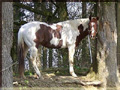Paint Horse Deckhengst 01
