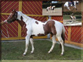 Paint Horse Deckhengst 05